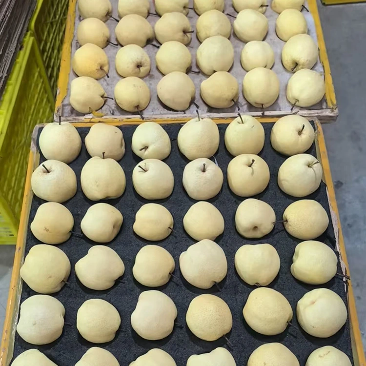പുതുതായി തിരഞ്ഞെടുത്ത ഗോങ് പിയേഴ്സ്