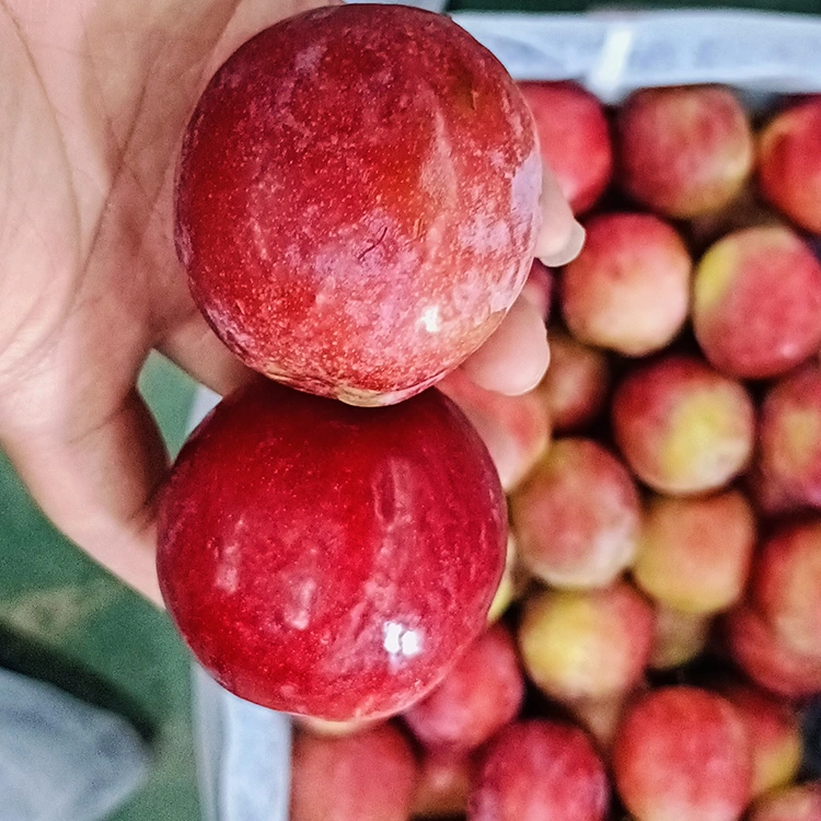 ഫ്രഷ് സ്വീറ്റ് റെഡ് മെയ്യി പ്ലം